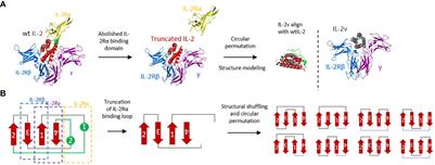 A novel dual mechanism-of-action bispecific PD-1-IL-2v armed by a “βγ-only” interleukin-2 variant